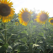 подсолнухи