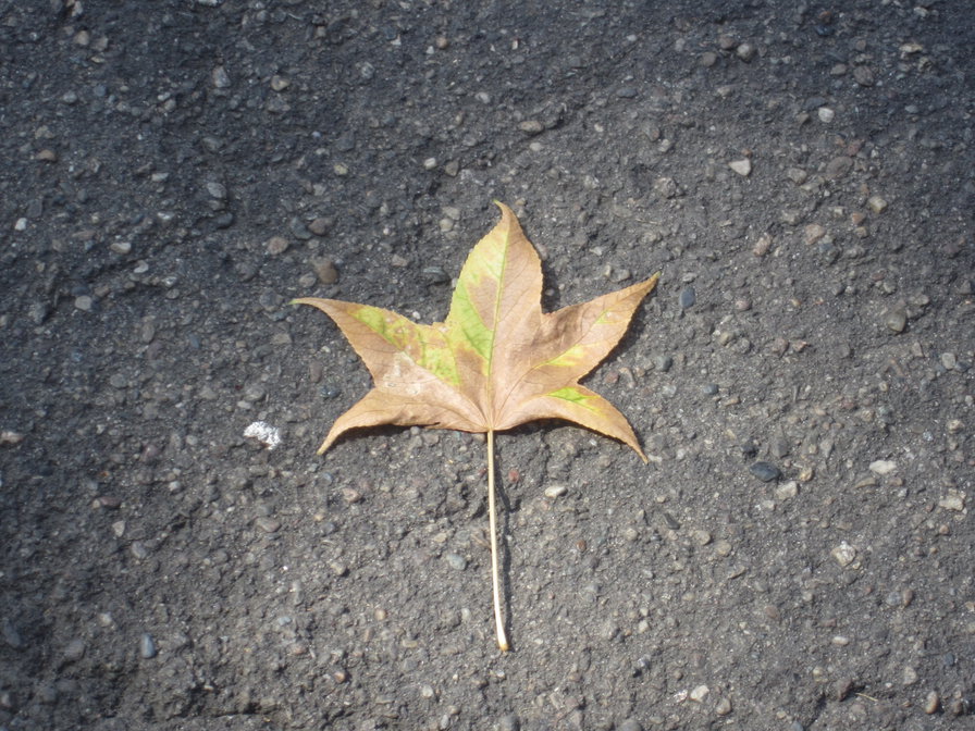 кленовый листочек - подушка, панно, растения - оригинал