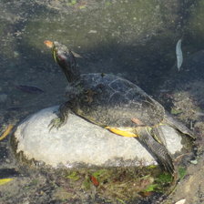 Схема вышивки «черепаха»