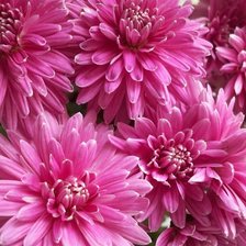 Схема вышивки «№333845»