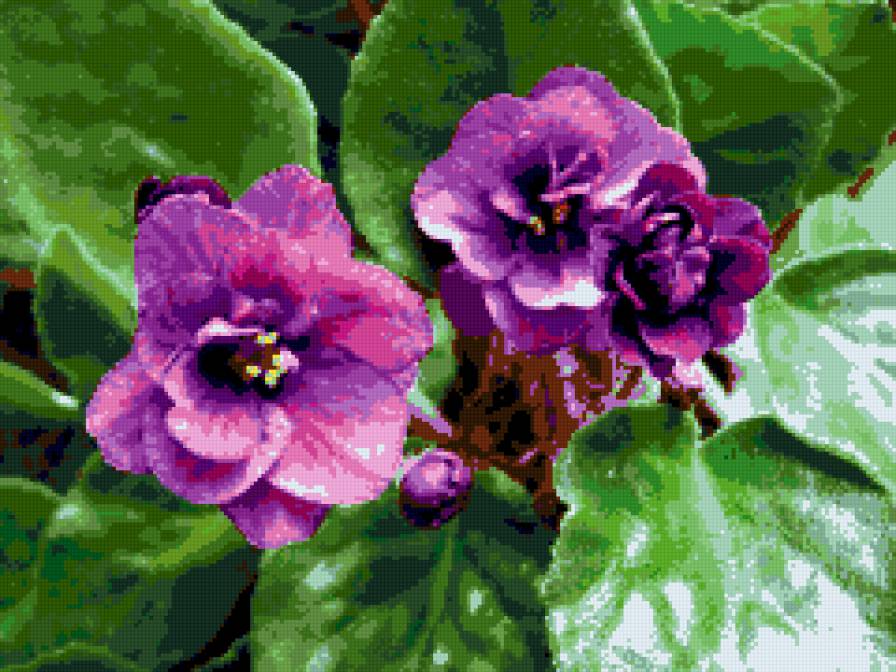 фиалки - фиалки, цветы - предпросмотр