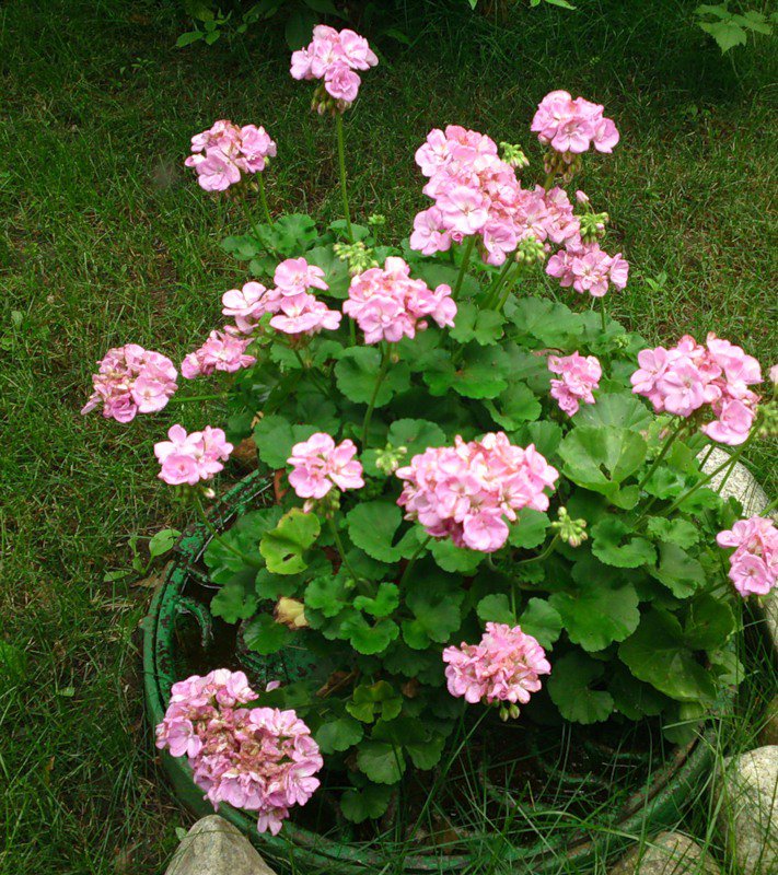 №333879 - цветы - оригинал