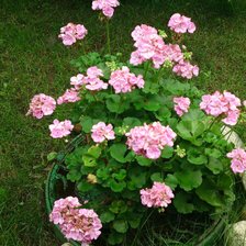 Схема вышивки «№333879»