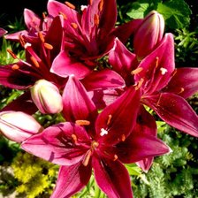 Схема вышивки «лилии»