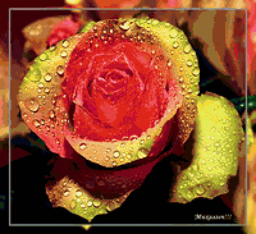 роза - розы, капли, цветок, роза, цветы - предпросмотр