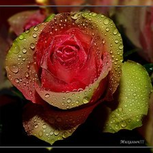 Схема вышивки «роза»