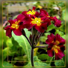 Оригинал схемы вышивки «№333903»