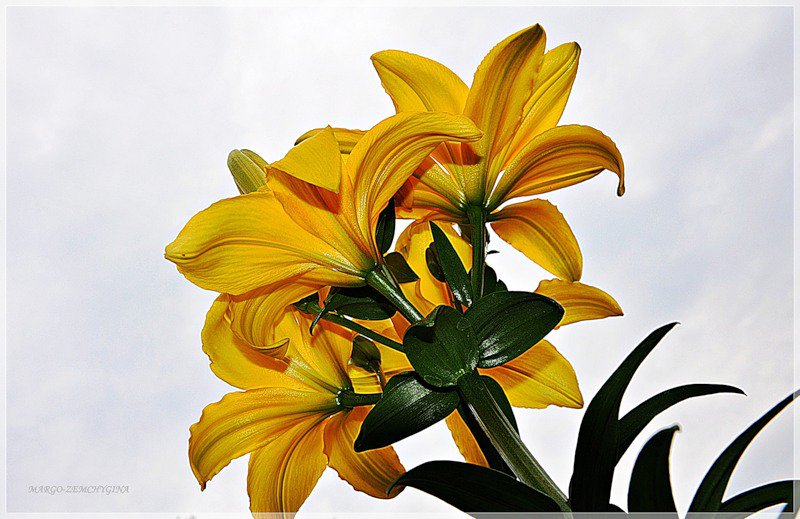 лилии - лилии, цветы - оригинал