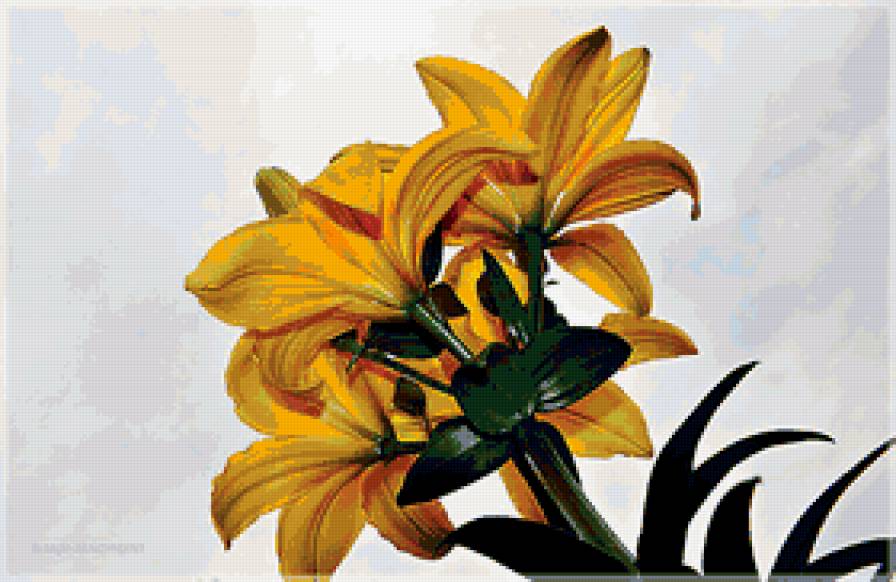 лилии - цветы, лилии - предпросмотр