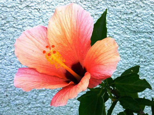 гибискус - гибискус, цветы - оригинал