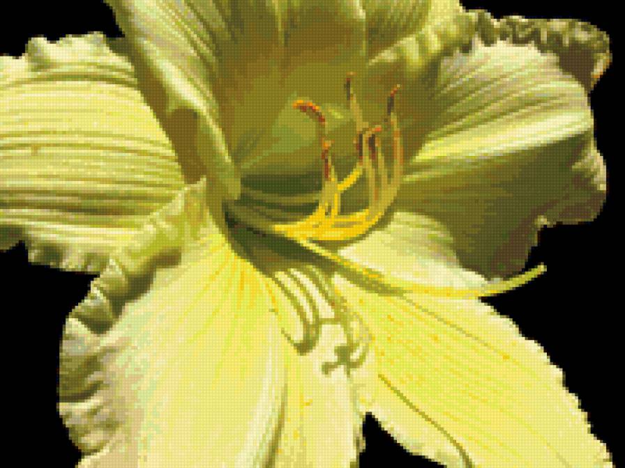 лилии - цветы, лилии - предпросмотр