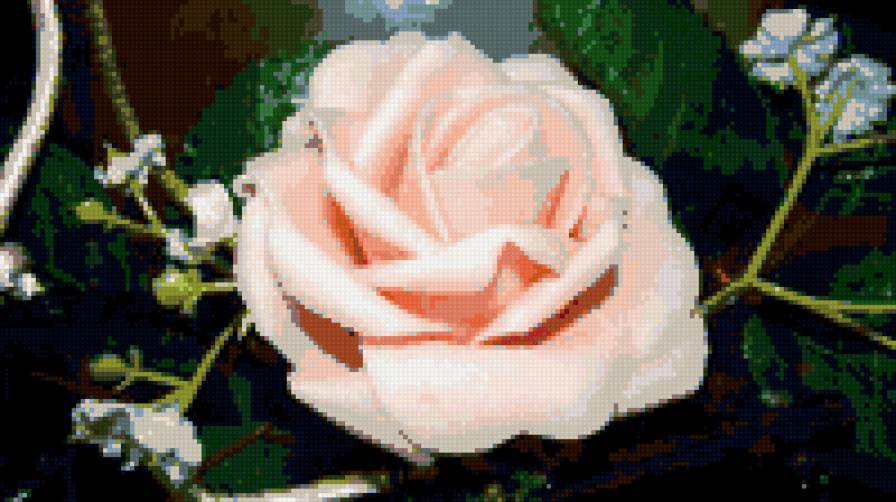 №333919 - цветок, цветы, роза, розы - предпросмотр