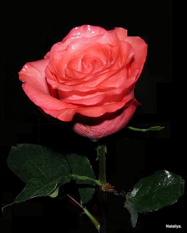 роза - розы, роза, на черном, цветок, цветы - оригинал