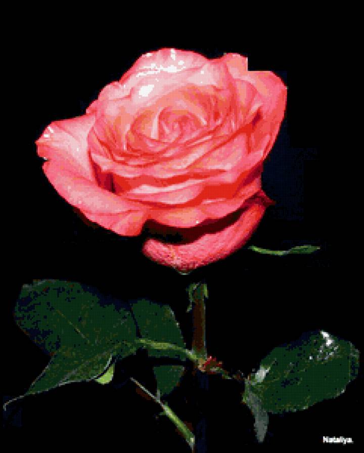 роза - роза, розы, цветок, цветы, на черном - предпросмотр