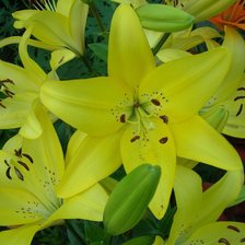 Схема вышивки «лилии»