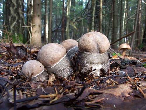 №333942 - природа, грибы - оригинал