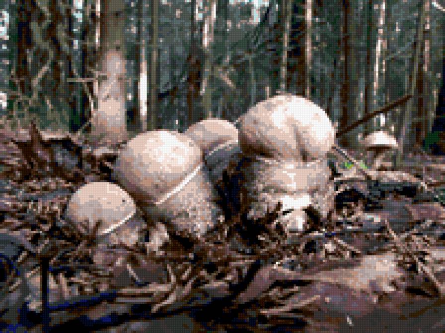 №333942 - грибы, природа - предпросмотр