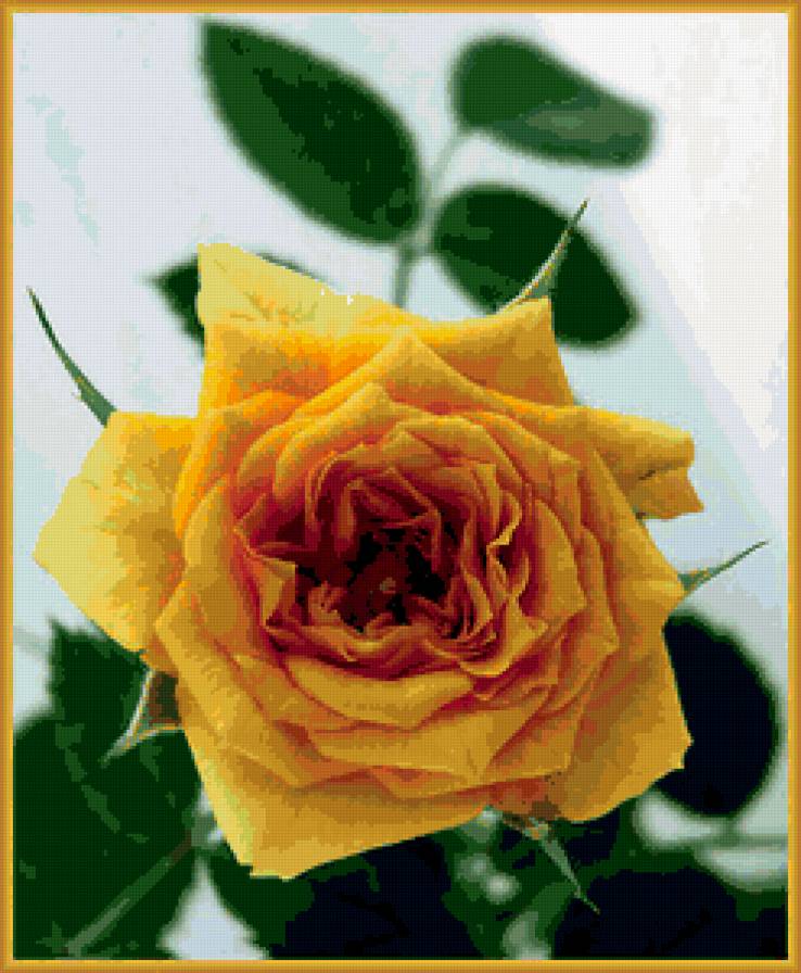 роза - розы, цветы, роза, цветок - предпросмотр