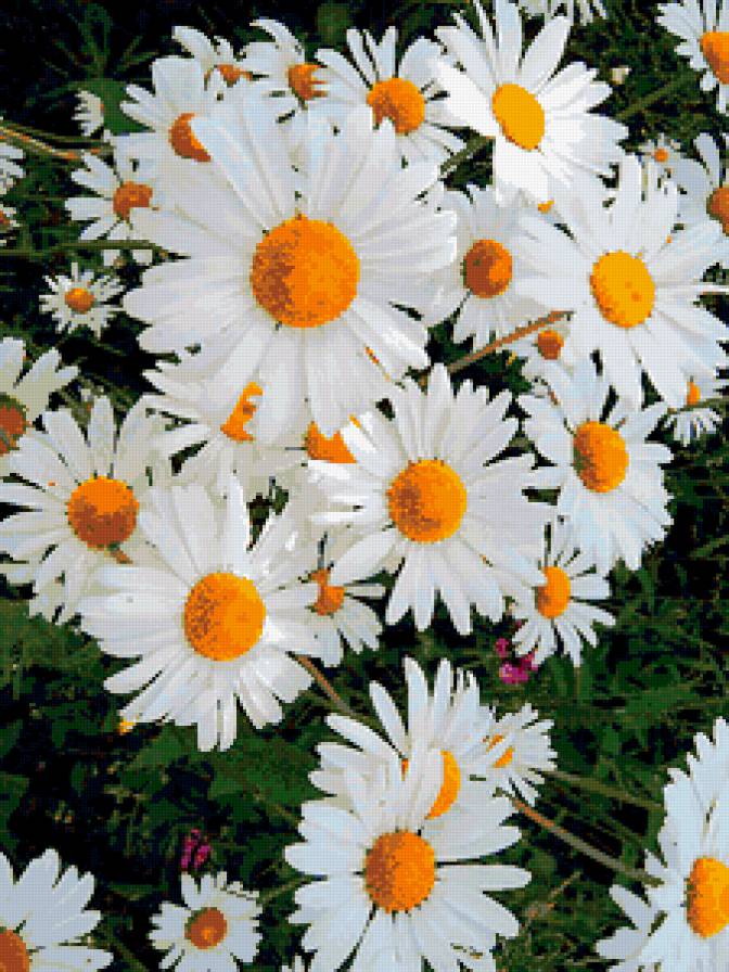 ромашки - ромашки, цветы - предпросмотр