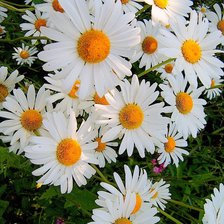 Схема вышивки «ромашки»