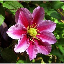 Схема вышивки «№333992»