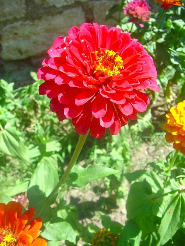 №333996 - цветы - оригинал