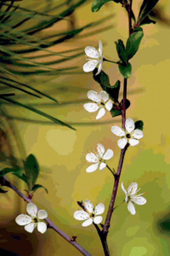 первая любовь - природа, цветы, сады, весна - предпросмотр