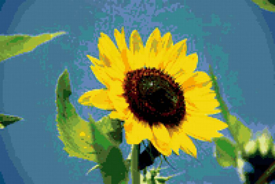 подсолнух - цветы, подсолнухи, цветок - предпросмотр