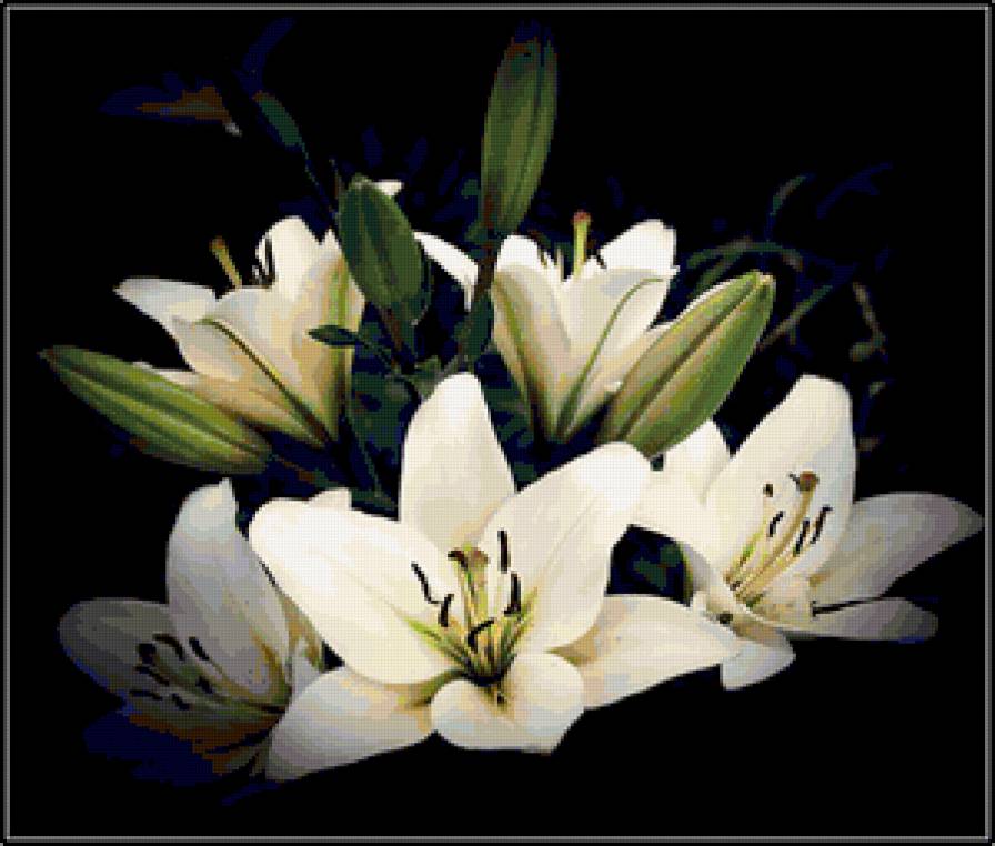 лилии - на черном, лилии, цветы - предпросмотр