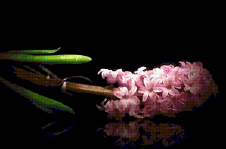 гиацинт - гиацинт - предпросмотр