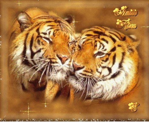 Пара тигров - тигры - оригинал