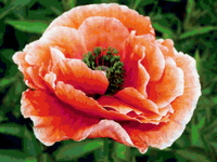 Мак - цветы, мак - предпросмотр