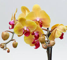 Оригинал схемы вышивки «орхидея» (№334731)