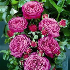 Схема вышивки «№334747»