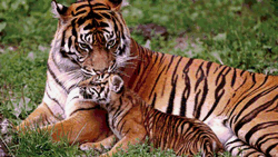 Тигрица с тигренком - тигры - предпросмотр