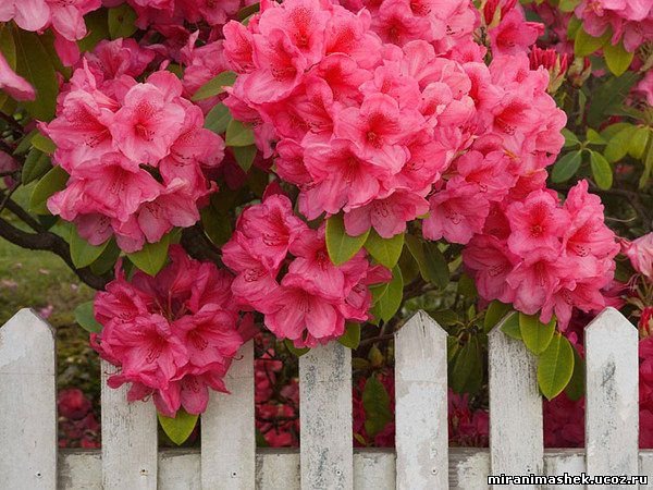 №334759 - оригинал