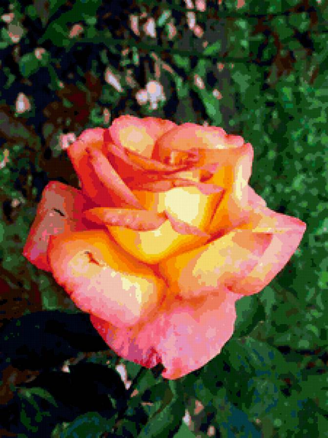 роза - роза, цветок, розы, цветы - предпросмотр