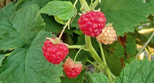 малина - сады, малина, ягоды - оригинал