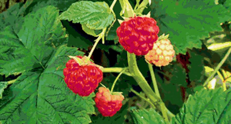 малина - сады, ягоды, малина - предпросмотр