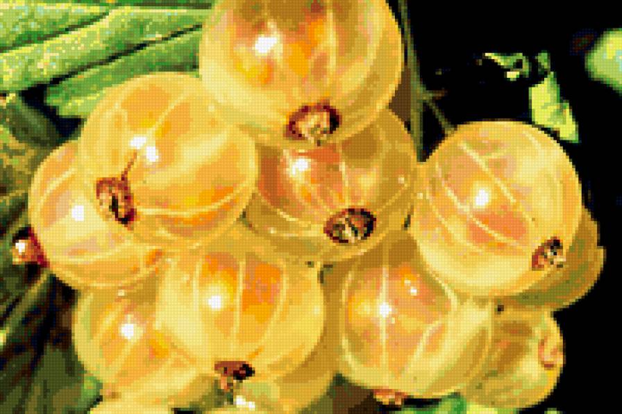 белая смородина - смородина, ягоды, сады - предпросмотр