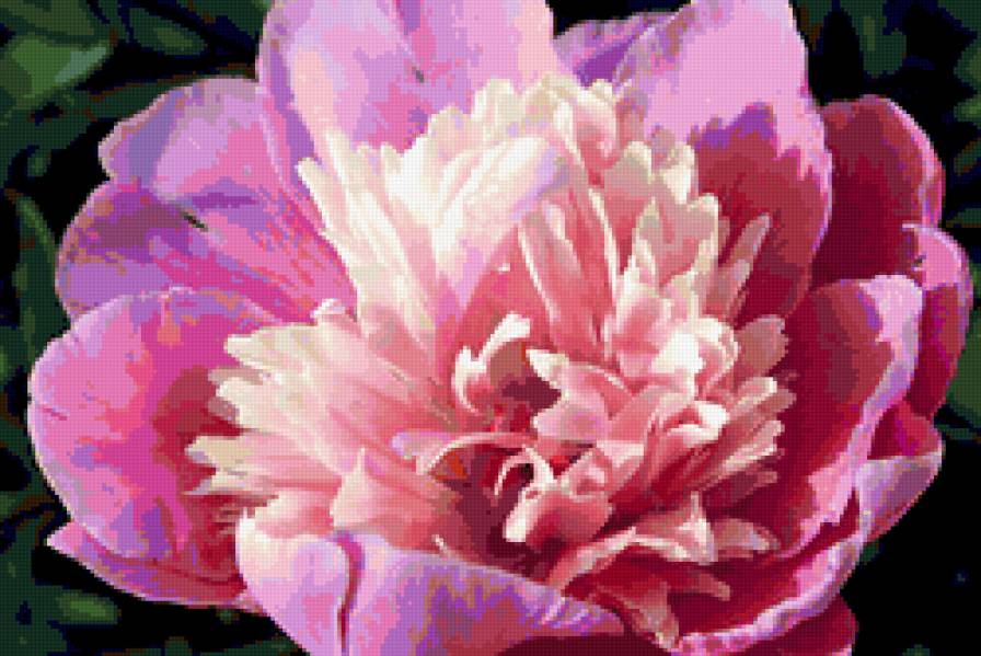 пион - цветок, пионы, пион, цветы - предпросмотр