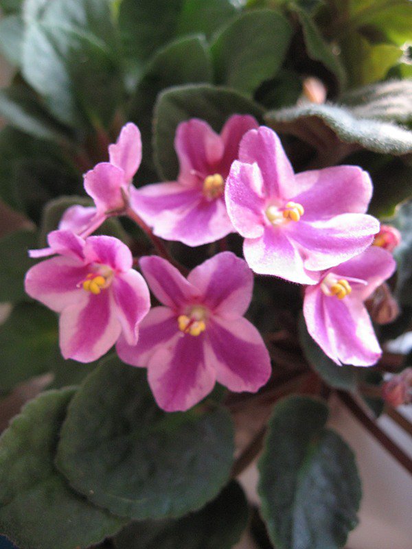 фиалки - цветы, фиалки - оригинал