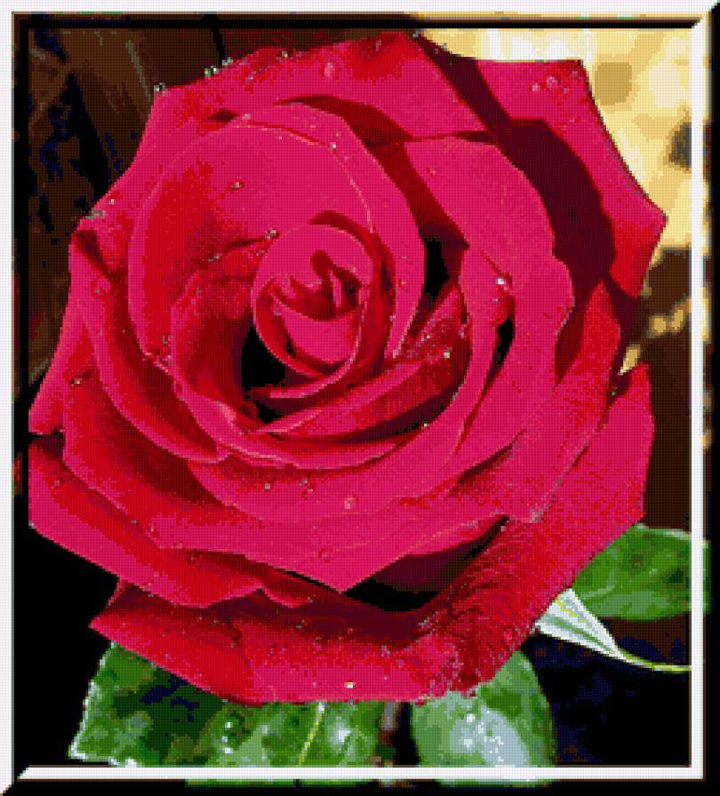 роза - роза, цветок, цветы, розы - предпросмотр