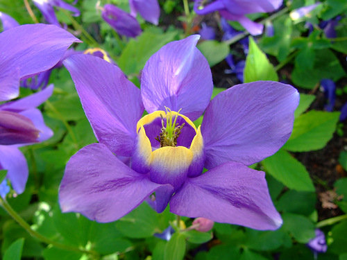 №335241 - цветы - оригинал