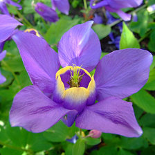 Схема вышивки «№335241»