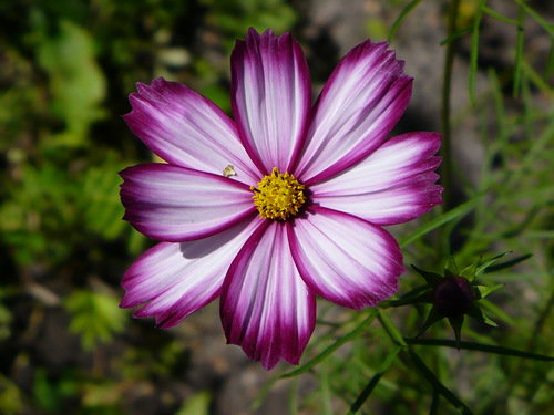 космея - космея, цваеты - оригинал