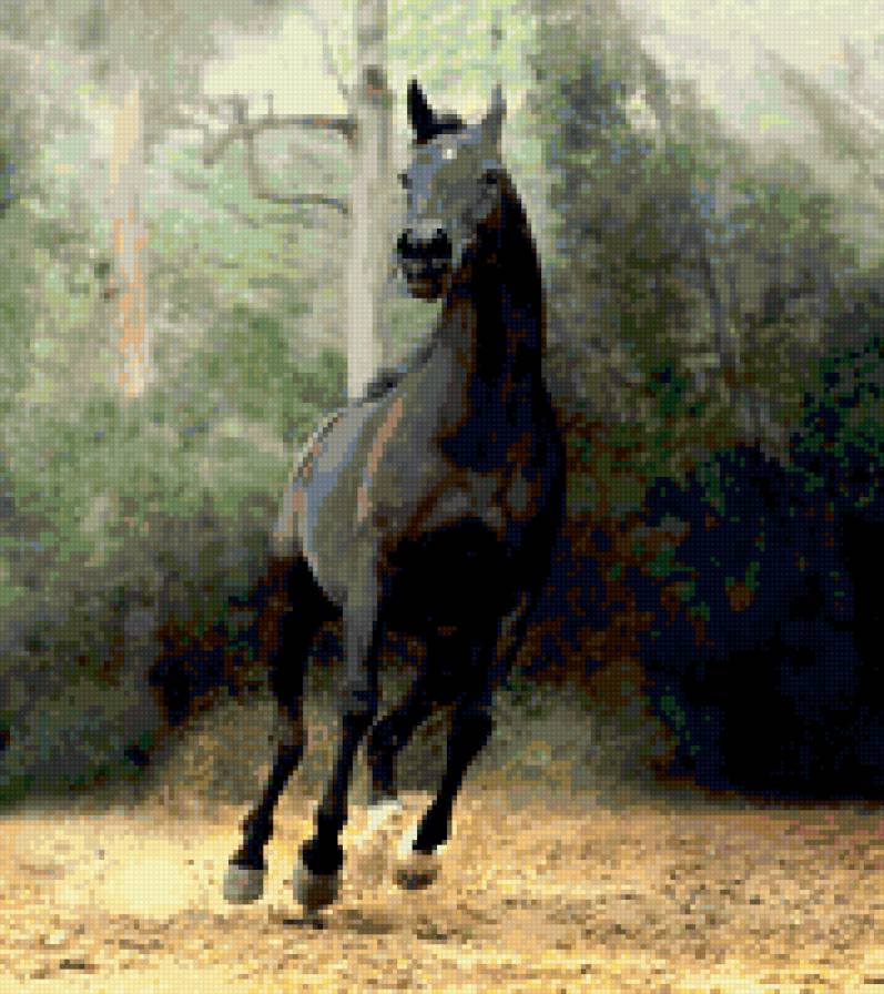 Лошадь - лошадь - предпросмотр