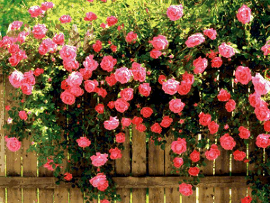 Розы - сад, розы, цветы - предпросмотр