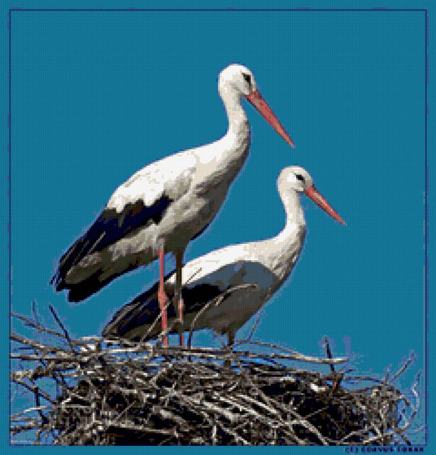 птицы - предпросмотр