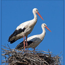 Схема вышивки «птицы»